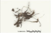 藏品(大檜苔)的圖片